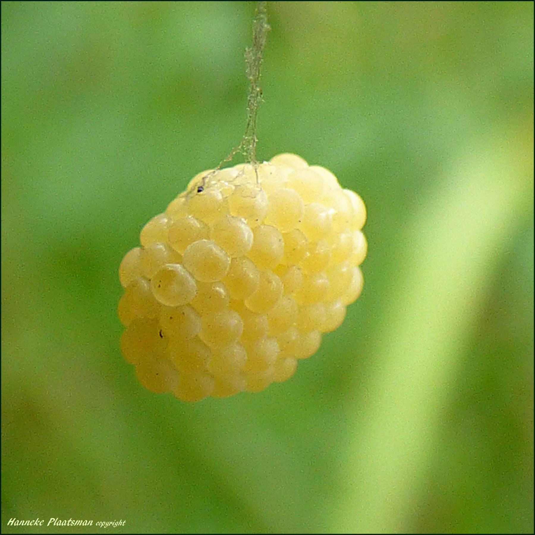 Hangend aan een heel dun draadje!